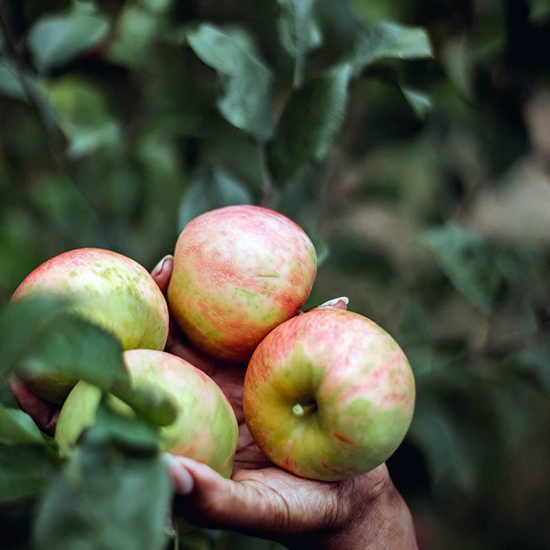 bisnis di bidang pertanian, tak lekang oleh perkembangan jaman