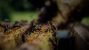 hari keanekaragaman hayati 2022